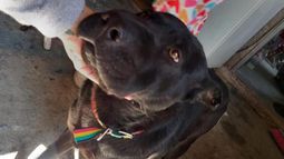 Lyon, el perro asesinado en Ingeniero Budge.