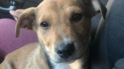 A fin de año pueden ser desalojados unos 400 animales del refugio.