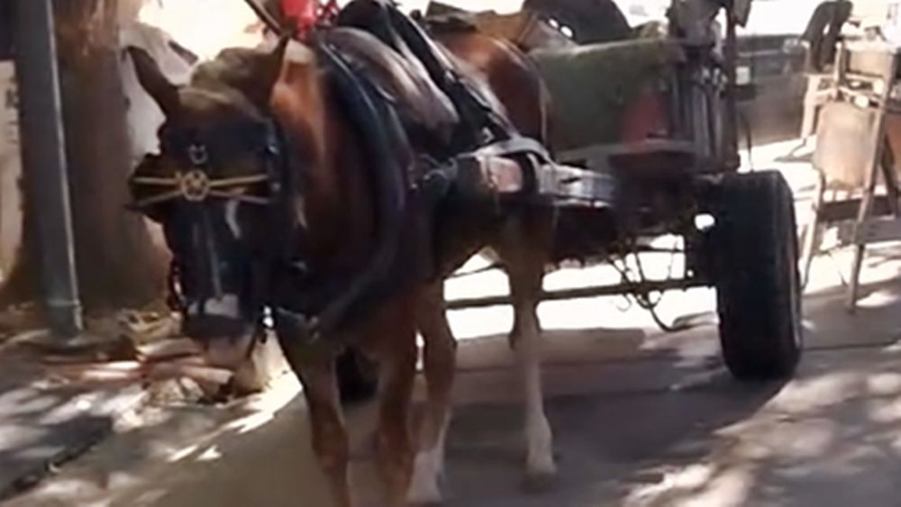 El caballo rescatado en Lomas de Zamora. El caballo rescatado en Lomas de Zamora.