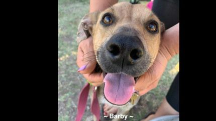 necesitan ayuda para seguir trabajando por los sin voz.