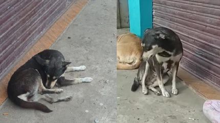 Están en tránsito.