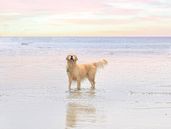 Hacía apenas dos meses que el golden de Banfield había cumplido 11 años.&nbsp;