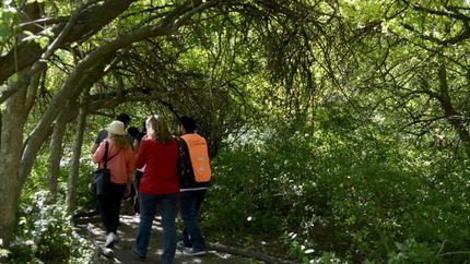 Un bello paseo por los bosques. Un bello paseo por los bosques.
