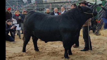 arranca la exposicion rural con la presencia del toro mbappe