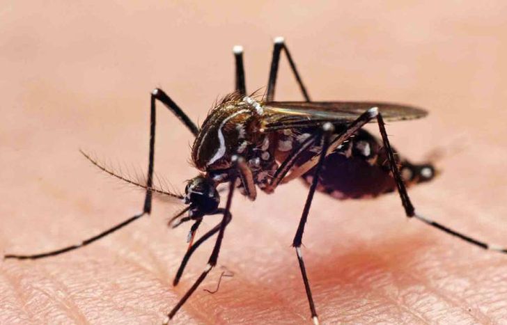 Crece la preocupación por los casos de dengue en la Argentina.