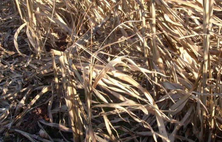 Con el rastrojo del maíz y el sorgo puede producirse bioetanol.