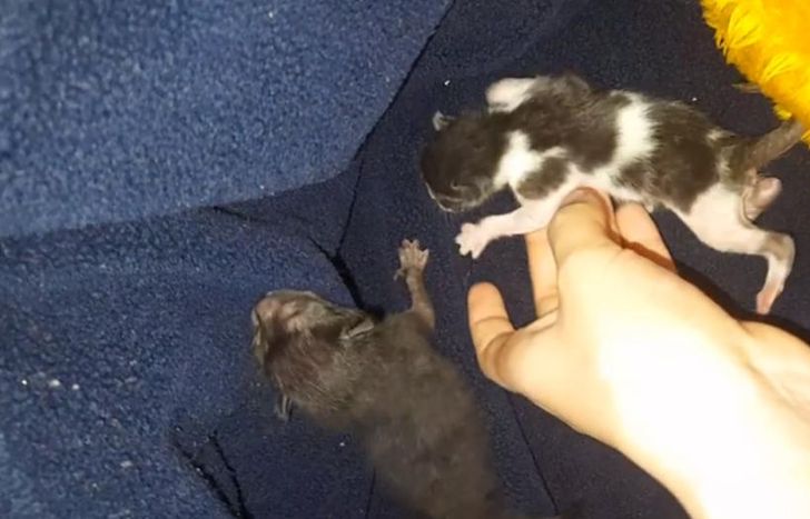 Una mujer entregó tres gatos a la joven de Turdera y le devolvieron uno muerto.