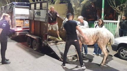 Así restaban al animal herido.