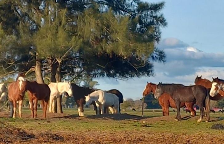 La ONG tiene a su cuidado a 45 caballos y 16 gansos, todos ellos rescatados.