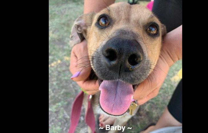 necesitan ayuda para seguir trabajando por los sin voz.