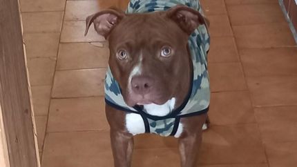 Tiene que volver a su hogar.