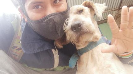 Actualmente, alberga a 30 perritos de la calle. Actualmente, alberga a 30 perritos de la calle.