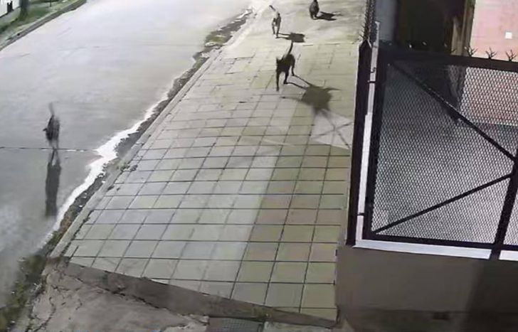 La jauría atacaba mascotas de los vecinos de Temperley, Turdera y Llavallol.