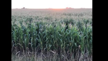 por la sequia ingresaran us$5 mil millones menos al pais