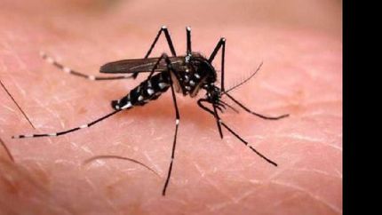 confirman tres casos de dengue en cordoba