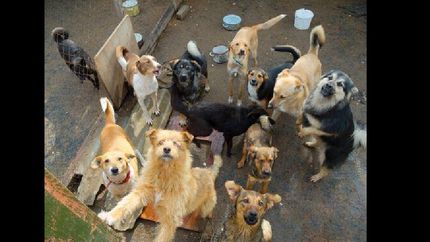 para tomar conciencia sobre el cuidado responsable de los animales.