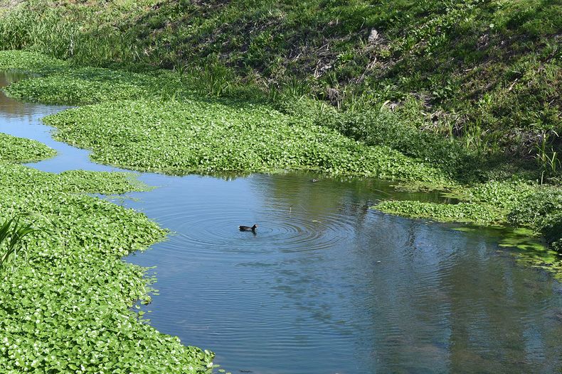 El predio de Turdera es uno de los reservorios de biodiversidad más importantes de la región.
