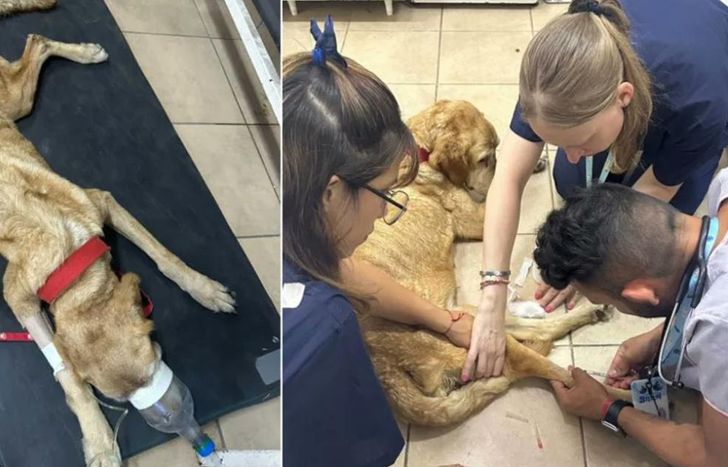 Zoonosis Lomas intervino en el caso.