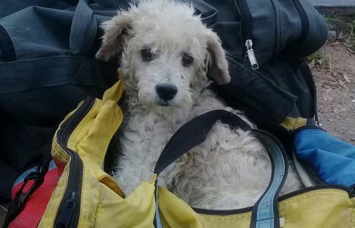 Todo el esfuerzo es para ayudar a los perritos.