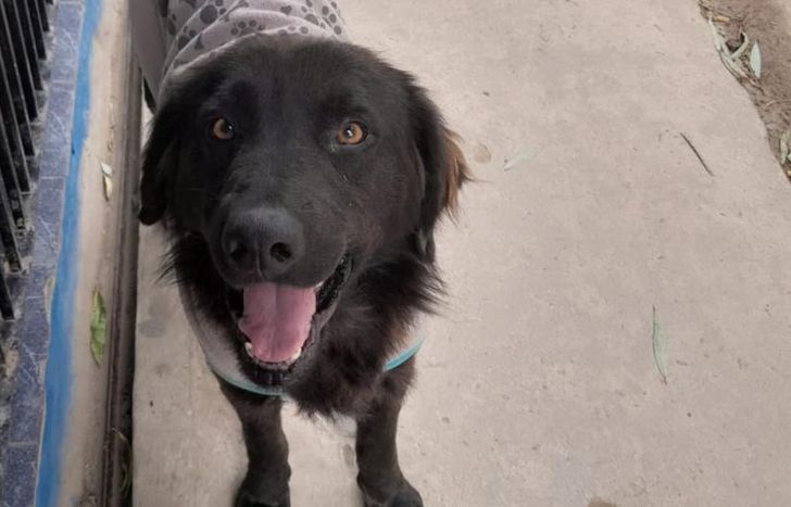 Osito tenía cinco años.