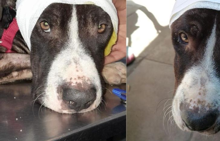 Capitán tiene que seguir su recuperación en un hogar responsable.