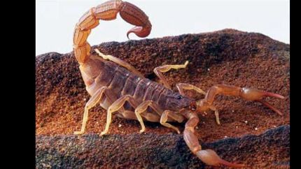 alertan la presencia de alacranes en la region