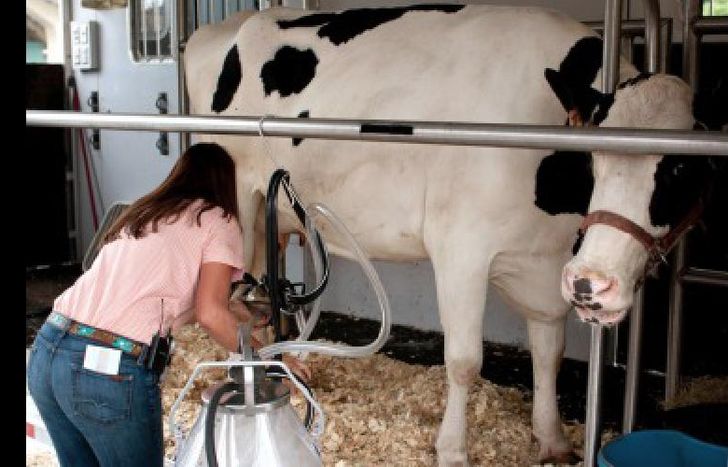 vaca leche