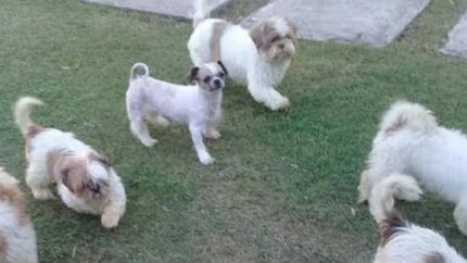 Vacaciones divertidas para ellos.