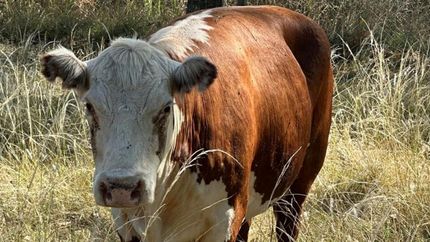 Valiente fue rescatada en Temperley y ahora vive libre.