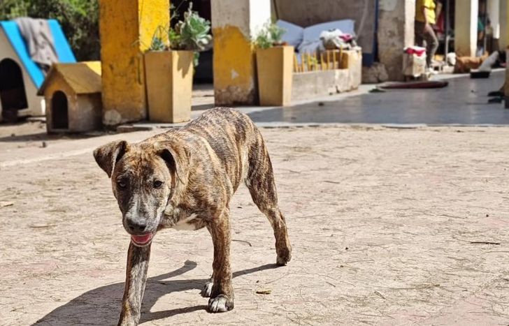 Para seguir cuidando a los animales que viven en el refugio.