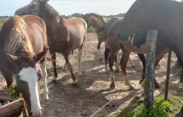 La ONG tiene a su cargo el cuidado de 20 caballos que fueron rescatados del maltrato animal.