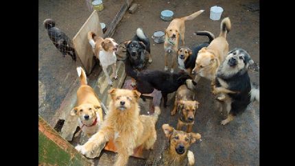 Corazones Solidarios en una cruzada para los animalitos