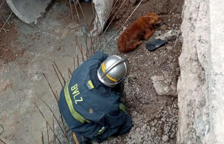 El operativo fue este domingo.