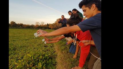 liberaron gorgojos en la laguna de san vicente