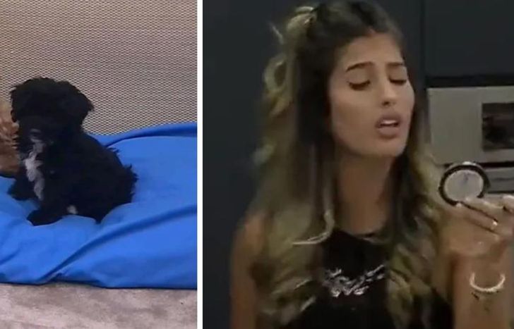 Travesura de los pichichos.