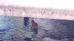 Uno de los perros rescatados: un pitbull color marrón.