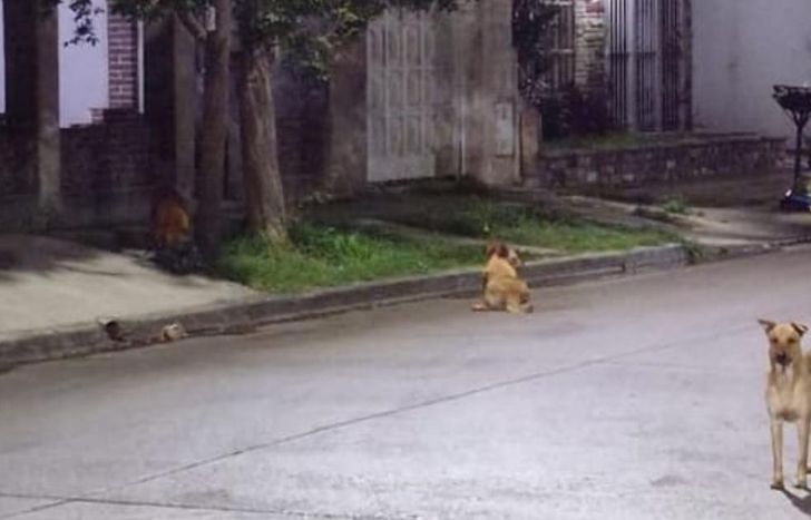 Uno de los vecinos les pudo sacar una foto.