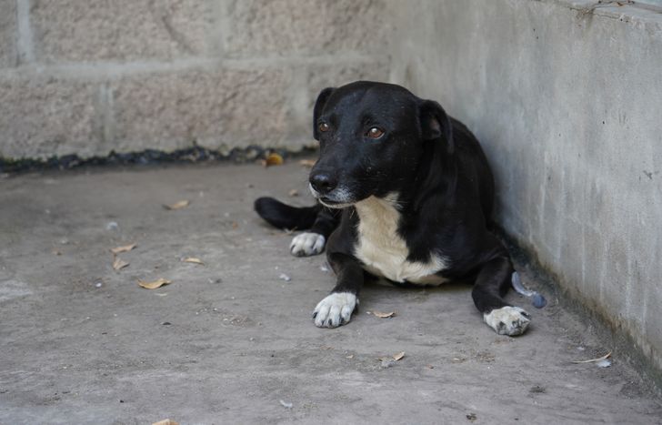 En Lomas priorizan el cuidado y la atención integral de los animales.