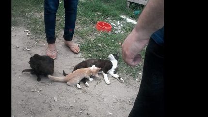 Los animales tienen parásitos, pulgas y sarna.