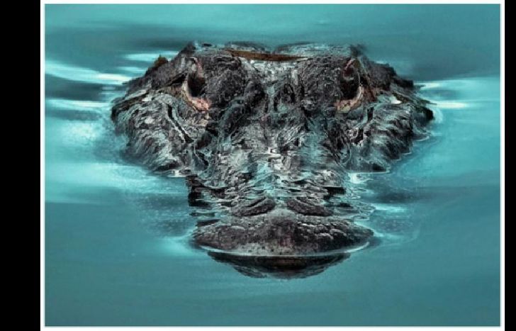 CUENTA UN ATAQUE DE COCODRILOS.