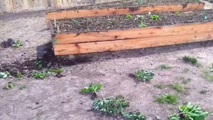 Rompieron la huerta y desparramaron las verduras.
