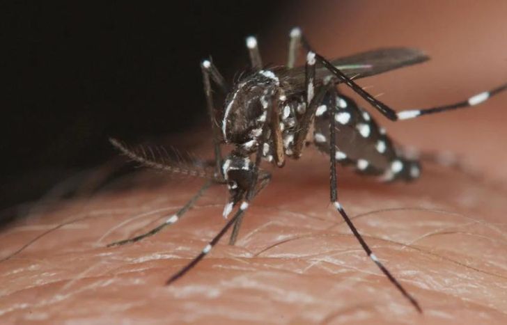El Ministerio de Salud hizo recomendaciones ante el ascenso del dengue.