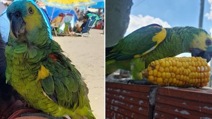 Pancho es buscado intensamente por su familia. Hay recompensa por su devolución.