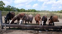 La rifa es a beneficio de los caballos rescatados.