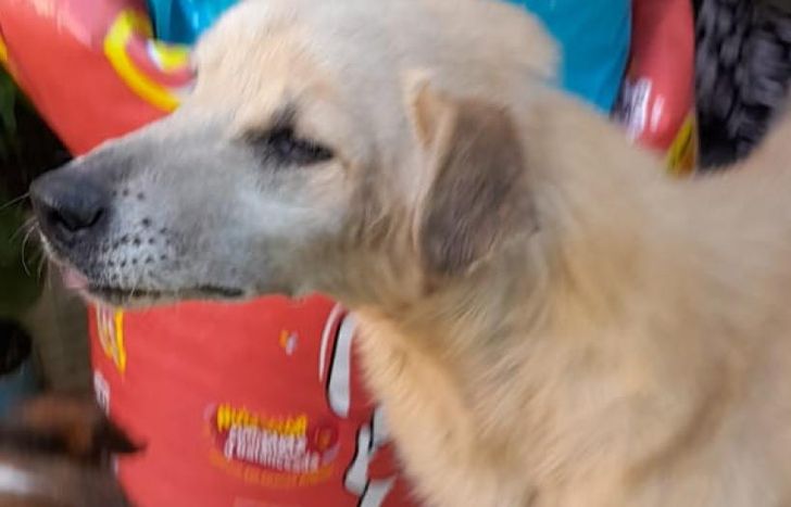 Erika se encarga de llegar a domicilio a los perritos en adopción.