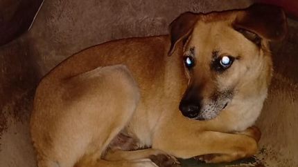 Cada uno de ellos necesita un hogar.