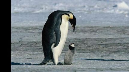 pinguino