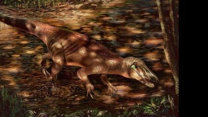 descubrieron el esqueleto de un dinosaurio carnivoro