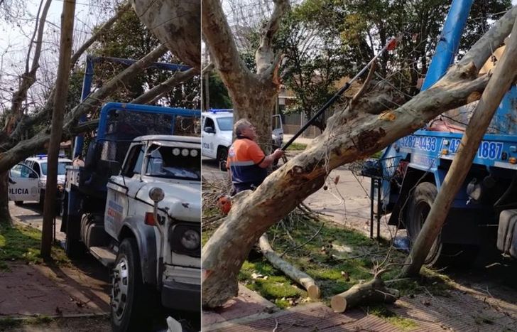 Así quedó el árbol y el poste tras el impacto.