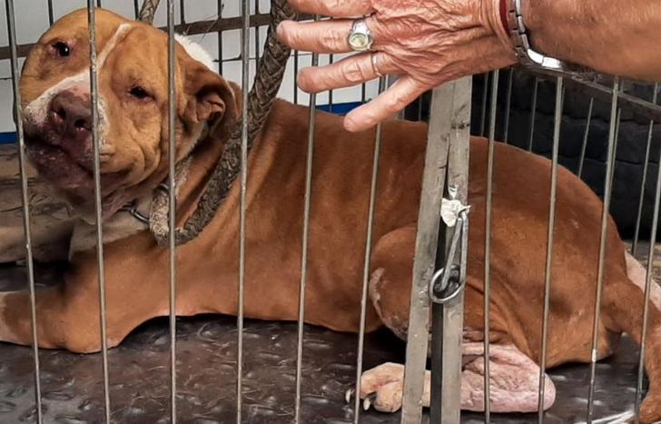 El pitbull rescatado necesita una oportunidad.